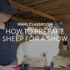 How to prepare sheep for a show