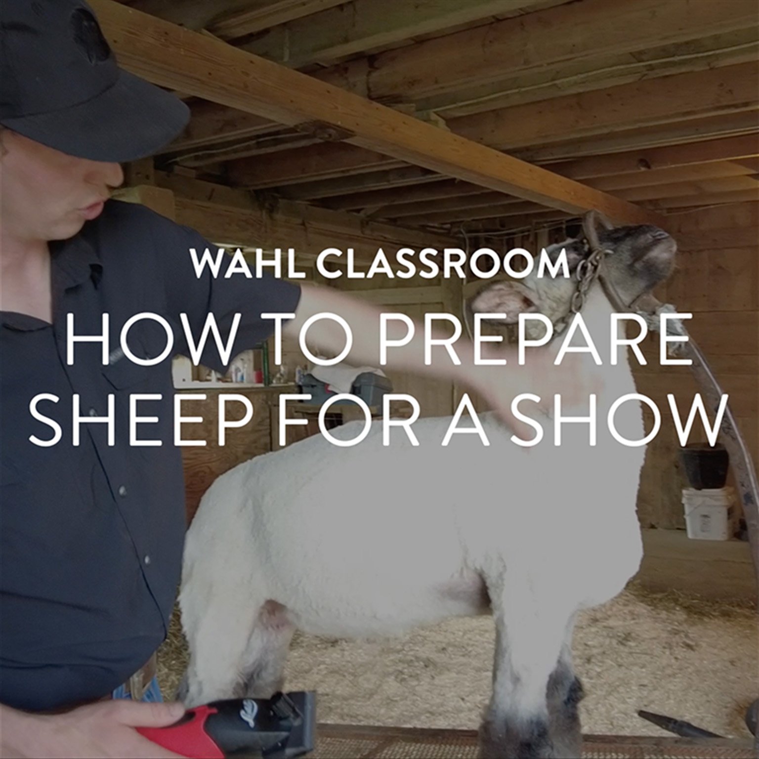 How to prepare sheep for a show